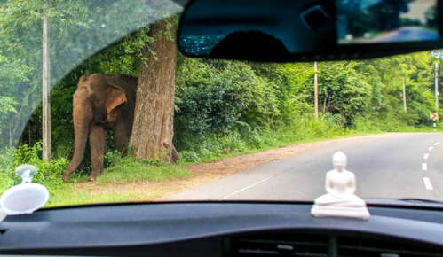 Sri Lanka, unique et incontournable