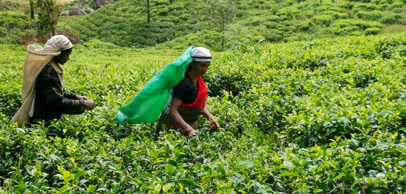 Sri Lanka, unique et incontournable