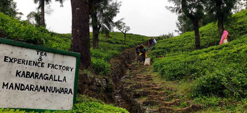 Sri Lanka, unique et incontournable