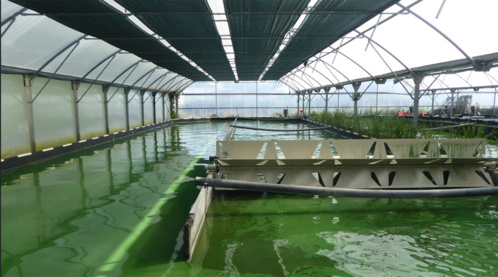 La ferme à spiruline de Retz - @ Catherine Gary La ferme à spiruline de Retz - @ Catherine Gary