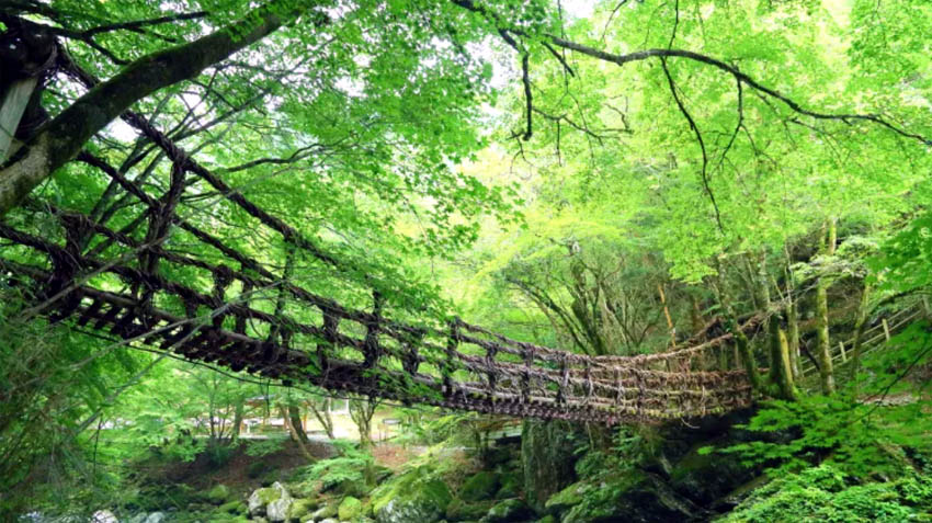 Le pont Kazura Ce pont suspendu est fait de shirakuchikazura, une plante grimpante qui pousse sur la montagne - © JNTO Le pont Kazura Ce pont suspendu est fait de shirakuchikazura, une plante grimpante qui pousse sur la montagne - © JNTO