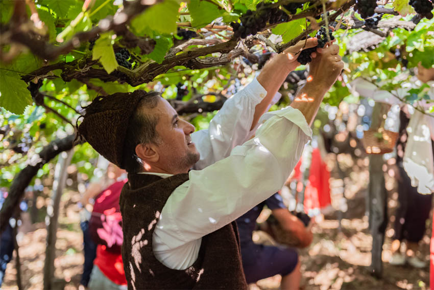 ​Toutes les saveurs de Madère au Festival du Vin