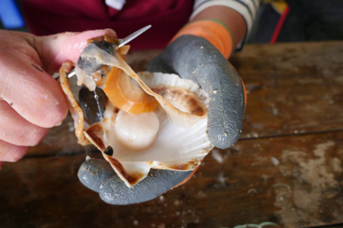 Granville,  premier port coquillier de France - © DR Granville,  premier port coquillier de France - © DR