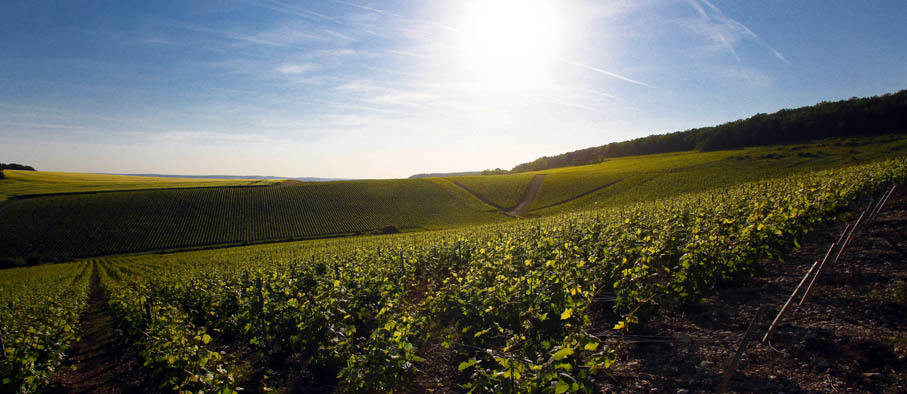 La Côte des Bar en Champagne