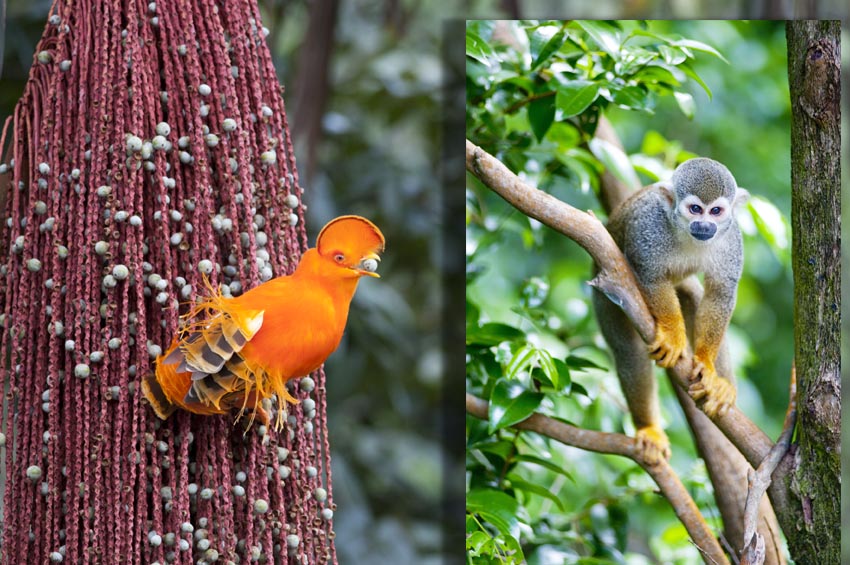 Coq de Roche et singe Saïmiri - ©- PAG T.Deville/CTGuyane Coq de Roche et singe Saïmiri - ©- PAG T.Deville/CTGuyane