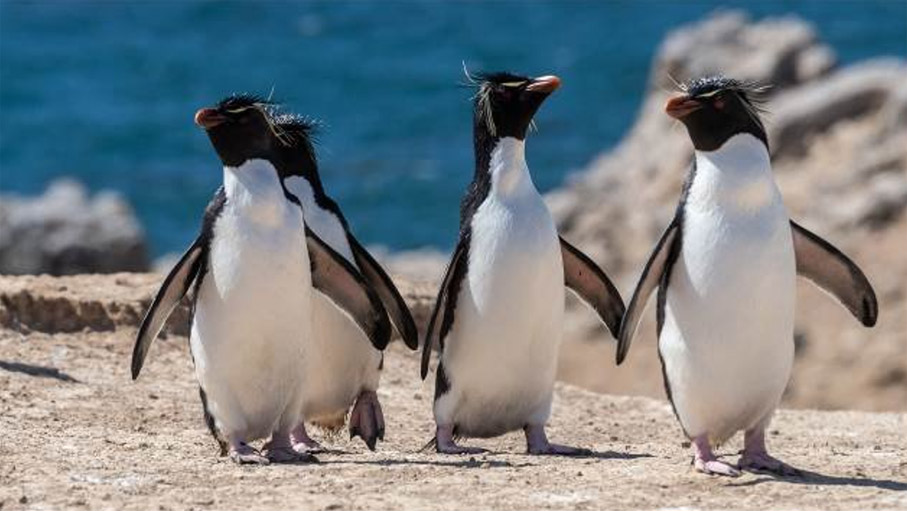 Exploris : nouveau pavillon français pour des croisières d'expédition !