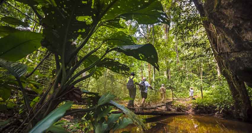 Randonner en Guyane, destination Nature !