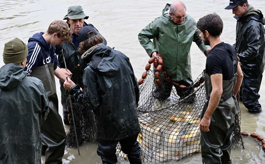 Pêche de carpes en étang pendant la mise en assec - © Florence Béréziat Pêche de carpes en étang pendant la mise en assec - © Florence Béréziat