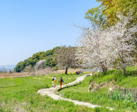 Nara, capitale historique du Japon dans un écrin de nature préservée
