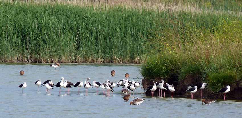 La station de lagunage est un lieu d'accueil pour les oiseaux comme l’échasse-blanche - © LPO La station de lagunage est un lieu d'accueil pour les oiseaux comme l’échasse-blanche - © LPO