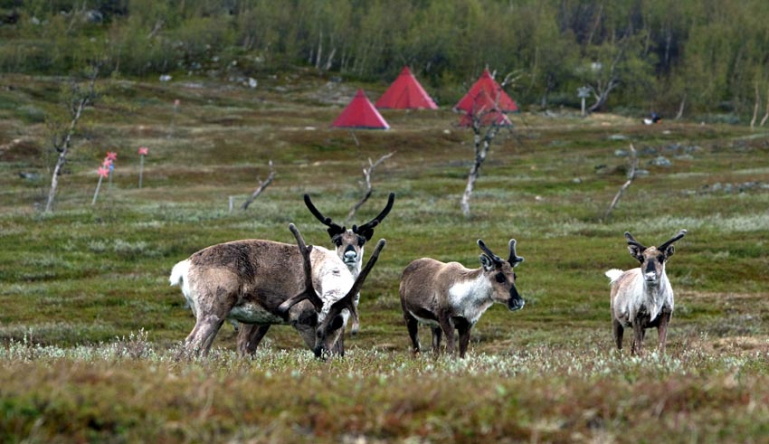 © Fredrik Broman/imagebank.sweden.se