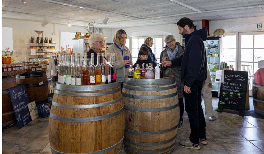 Vignoble Dyrehøj à Kalundborg - © Danni Aaslev Vignoble Dyrehøj à Kalundborg - © Danni Aaslev