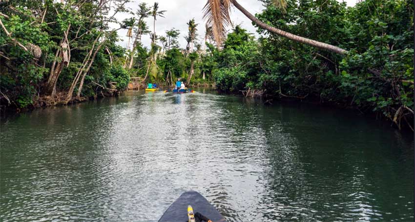 Indian River - © Discoverdominica Indian River - © Discoverdominica