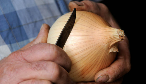 Oignon en préparation - © SCA Origine Cévennes Oignon en préparation - © SCA Origine Cévennes
