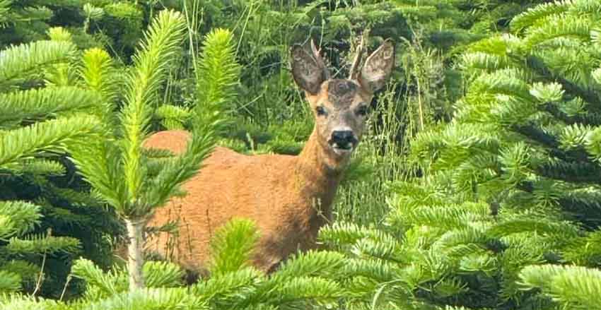 © Aux aiguilles du Morvan