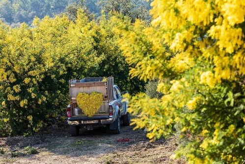Les plantations de la famille Reynaud -  © Camille Moirenc
