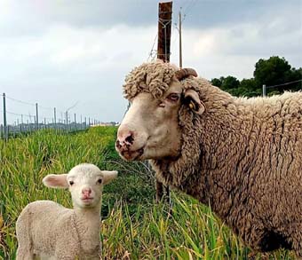 © Crédit @Syndicat des Vins AOP Sable de Camargue