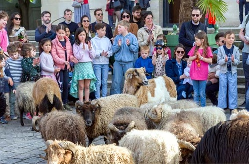 Les moutons d'Ouessant - © Adèle Kiffer - Ville de Versailles Les moutons d'Ouessant - © Adèle Kiffer - Ville de Versailles