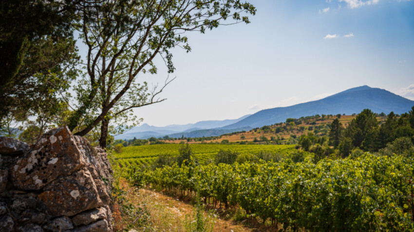 Les vignes - © IGP Pays d'OC