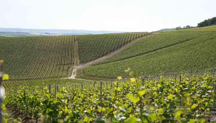 Vignoble en Haute-Marne - © Haute-Marne - © Agence Attractivité 52