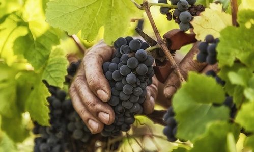 © Champagnes Chassenay d’Arce
