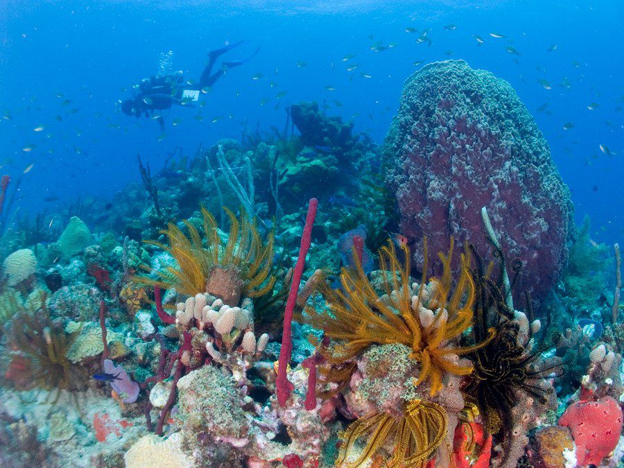 © Tourisme La Dominique © Tourisme La Dominique