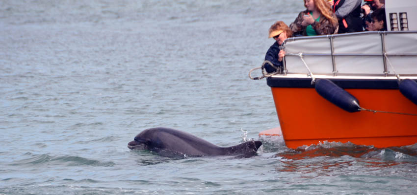 Fungie, le plus célèbre résident de Dingle - © D. Raynal Fungie, le plus célèbre résident de Dingle - © D. Raynal