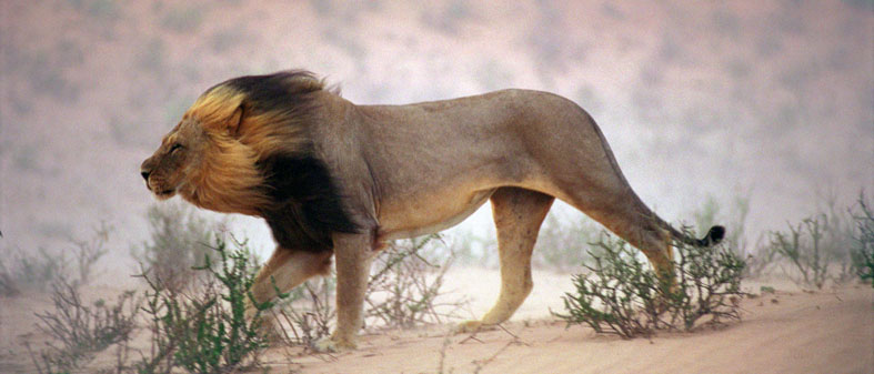 ©  National Geographic - Chris Johns
