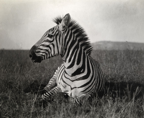 © National Geographic - Carl E. Akeley