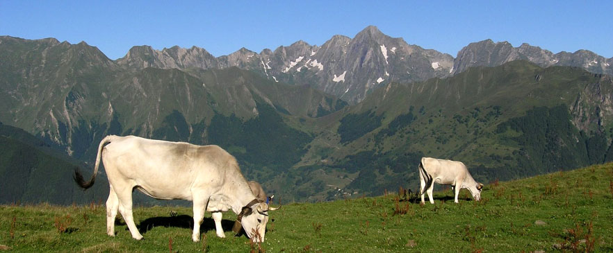 Vaches gasconnes et le Mont Valier - OT Haut Couserans ADT09