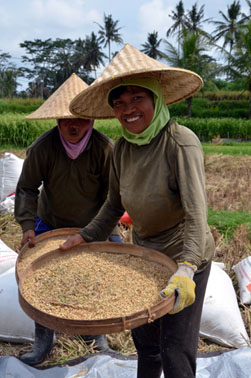 Travail dans les rizières à Bali © D. Raynal