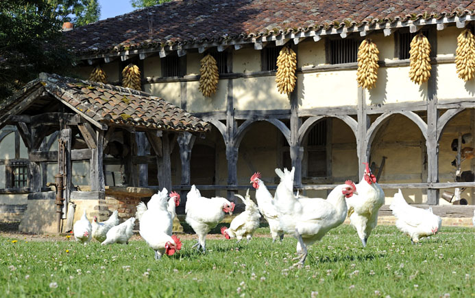 Poulardes en liberté picorant dans l'herbe devant le Musée des pays de Bresse - © Aline Périer Poulardes en liberté picorant dans l'herbe devant le Musée des pays de Bresse - © Aline Périer