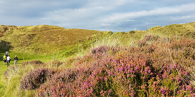 Les bruyères du Royal County Down - © T. Plassais - Swing-feminin.com