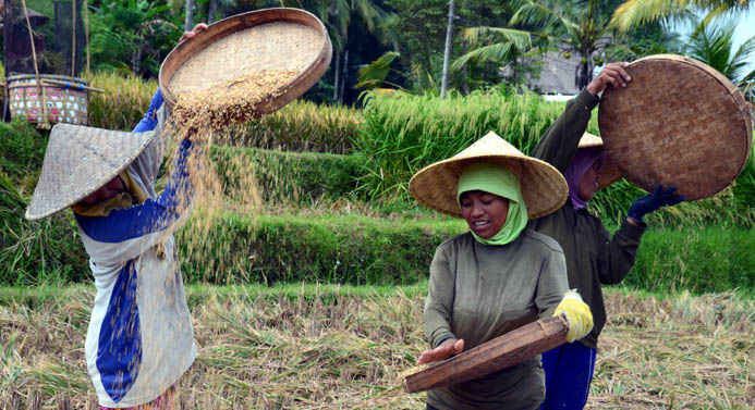 Dans une rizière à Bali - © D.Raynal