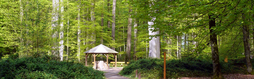 La forêt de Bercé - Vallée du loir