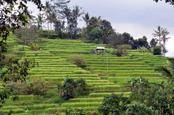 Rizière sur l'île de Bali - © D. Raynal