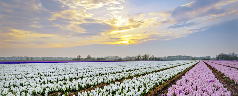 © Keukenhof