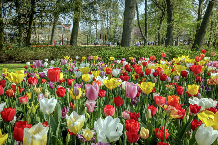 © Keukenhof