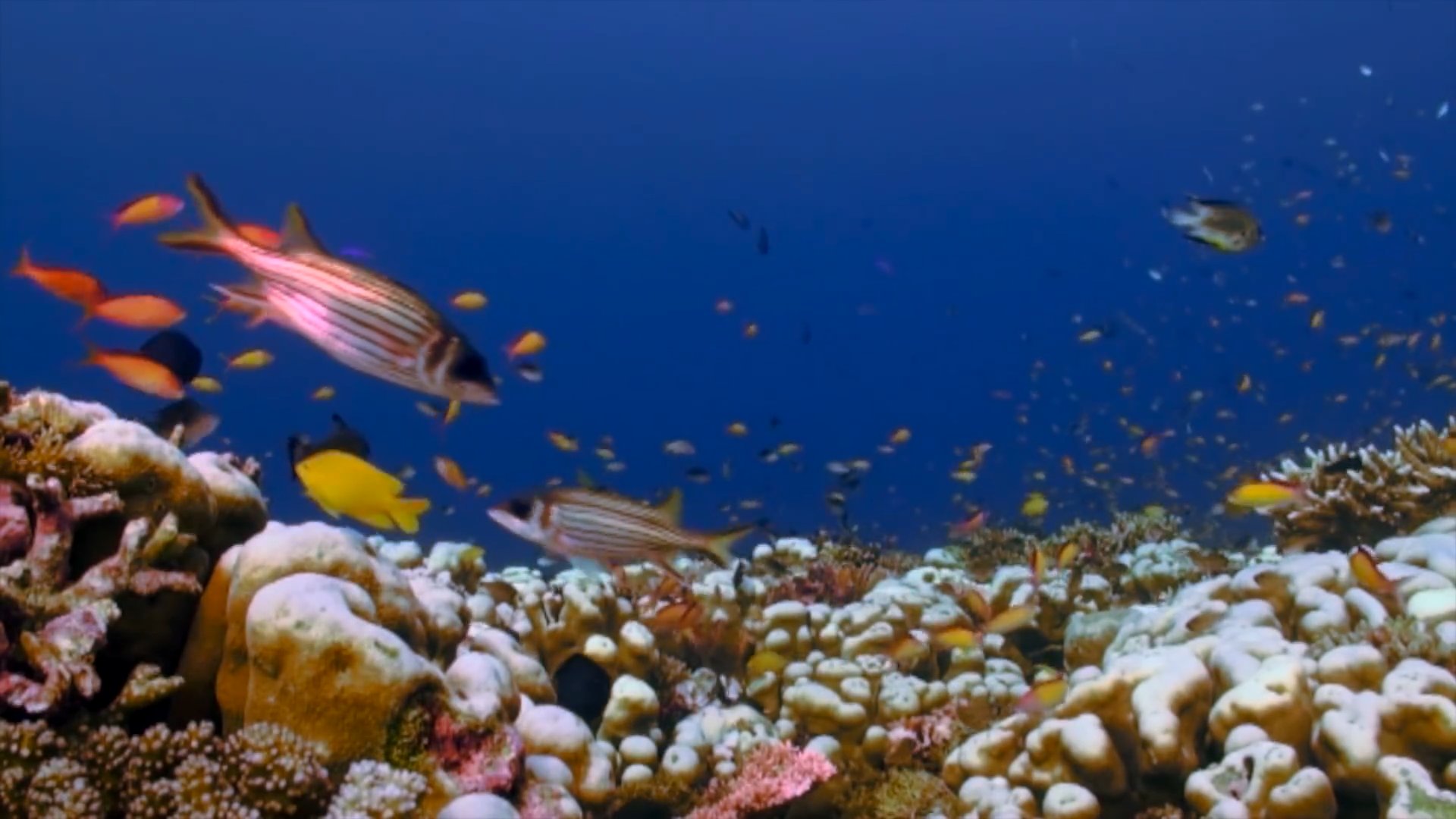 Réserves de Biosphère en Indonésie reconnues par l'UNESCO Réserves de Biosphère en Indonésie reconnues par l'UNESCO