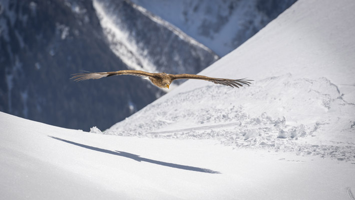 Aigles du Léman - © Christian Pfahl