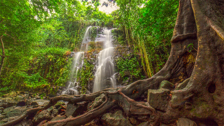 La forêt vierge au Costa Rica - © DR