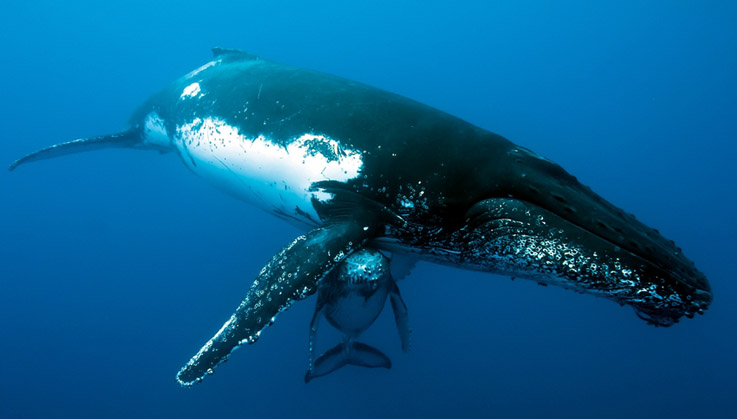 Les baleines viennent pour se reproduire et donner naissance à leurs baleineaux - ©  Eric Lamblin