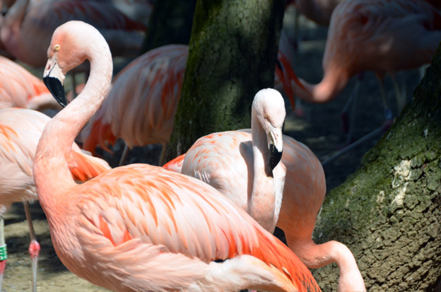 © David Raynal © David Raynal