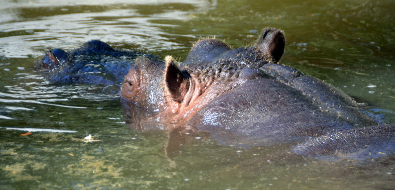 © David Raynal © David Raynal