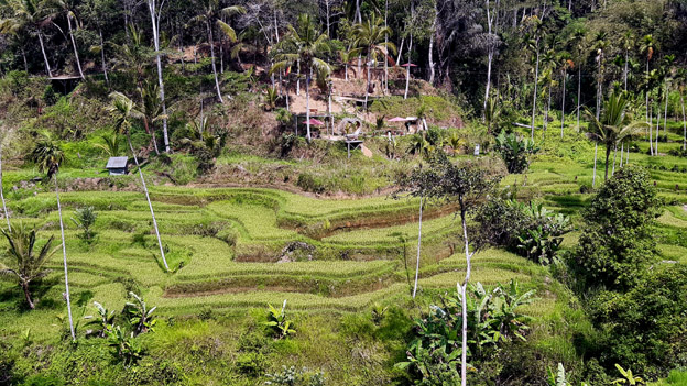 Rizières à Bali - © Jean-Louis Corgier