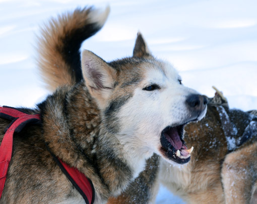 Dans cette compétition sonore qui consiste à attirer le premier l’attention des humains, les plus jeunes chiens sont encore plus excités que leurs aînés plus chevronnés.© David Raynal