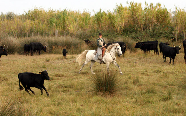 Les gardians élèvent des taureaux noirs dans la pure tradition camarguaise - © Georges Vlassis
