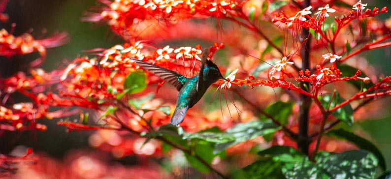 Colibri - village de Deshaies - © Guillaume Aricique Colibri - village de Deshaies - © Guillaume Aricique