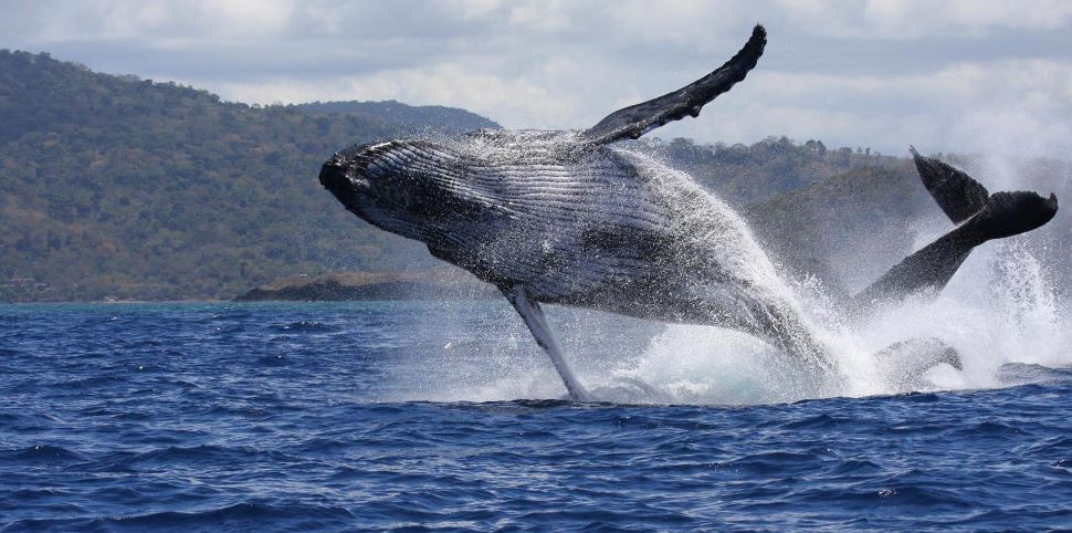 La baleine à bosse, reine du lagon - © Mayotte Découverte.