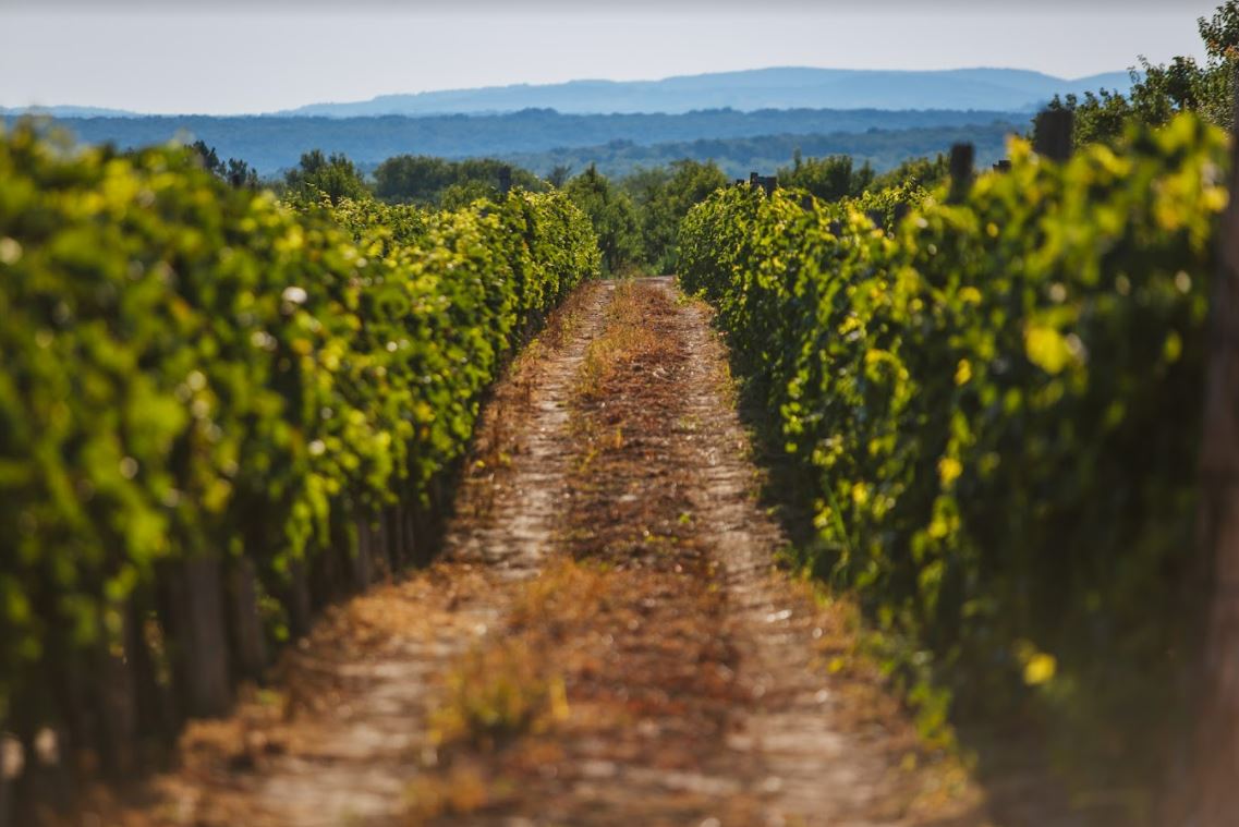 Vinotekas dans la région de Fruska Gora - © Luka Sarac